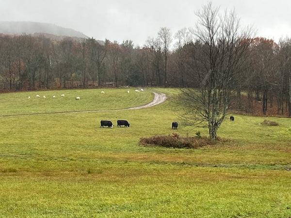 6 Bedroom 1860 Farmhouse Mountain Views Windham